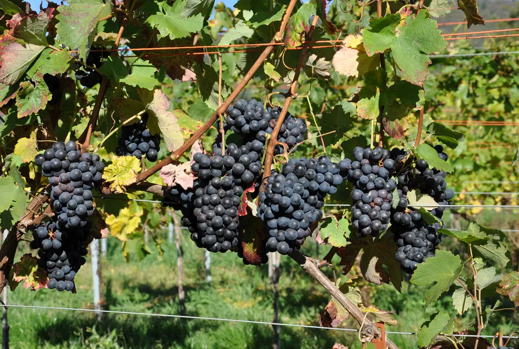 Barbera