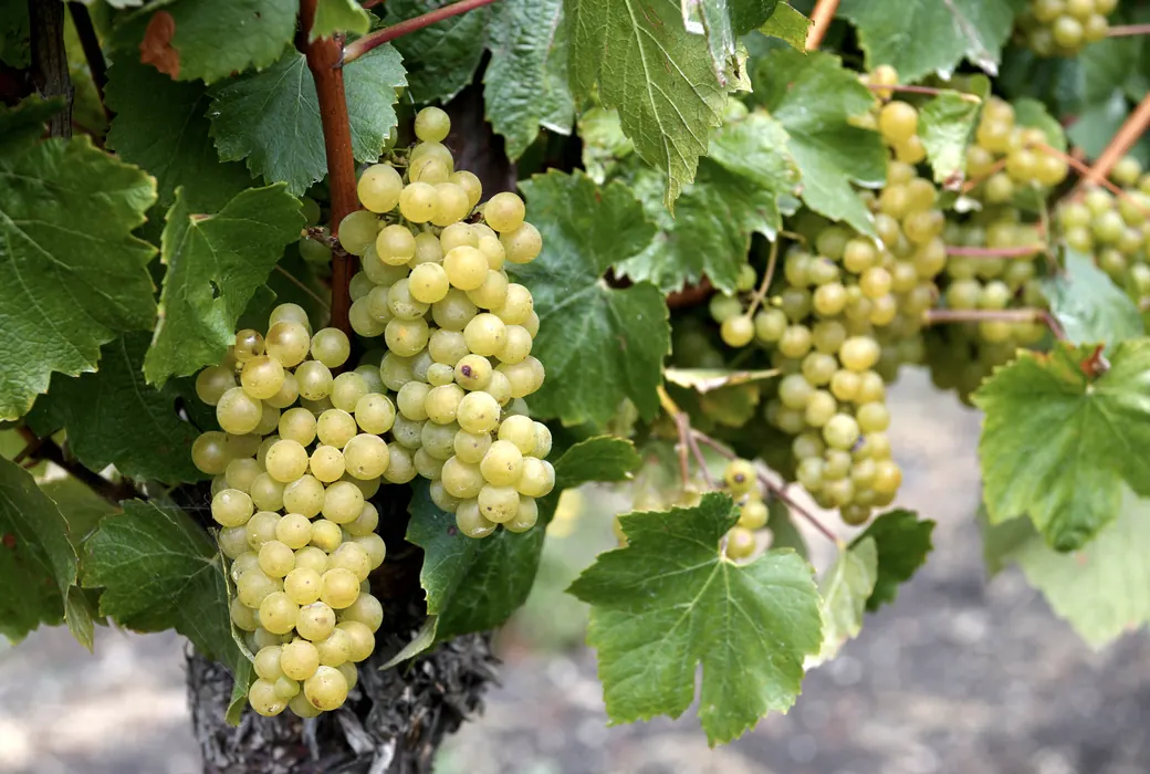 Chardonnay