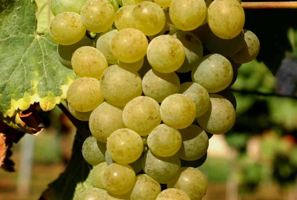 Chenin Blanc