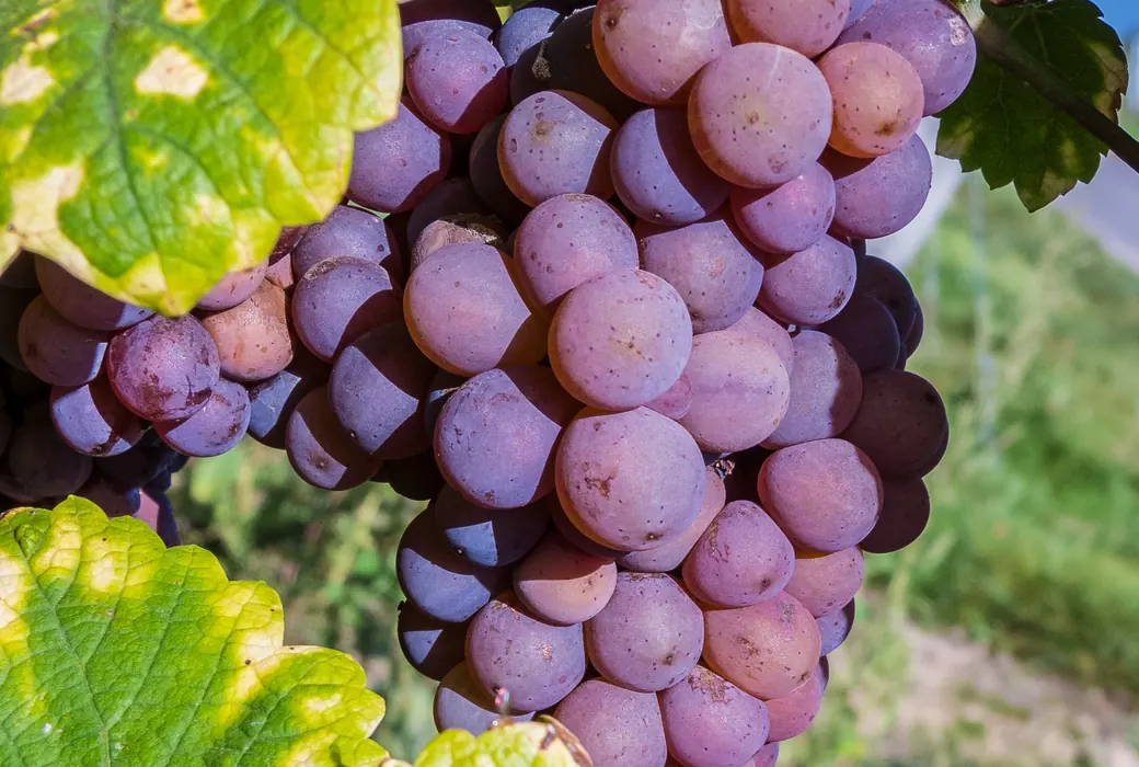 Gewürztraminer
