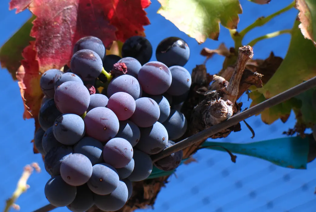 Grenache