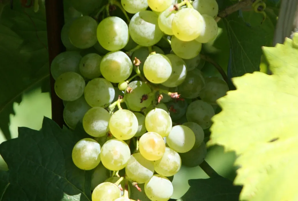 Grüner Veltliner