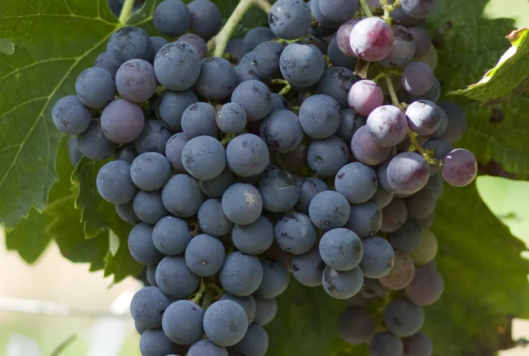 Merlot