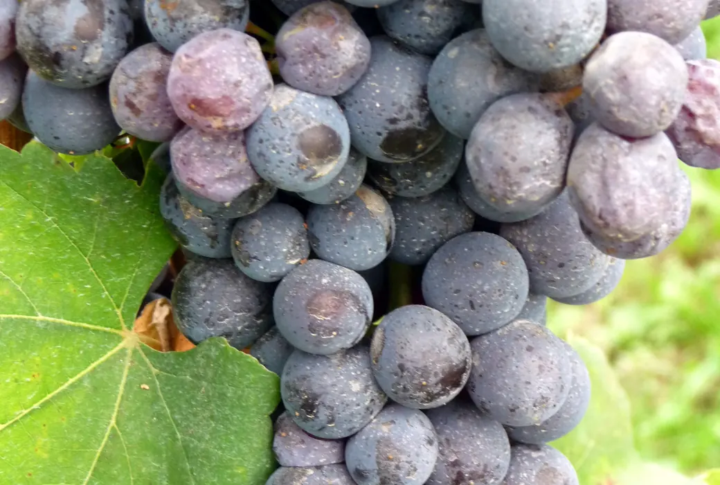 Nebbiolo