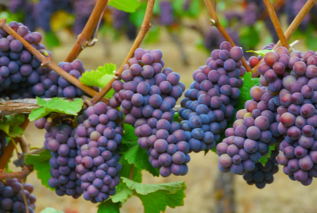 Pinot Grigio