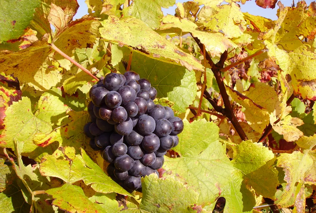 Pinot Noir