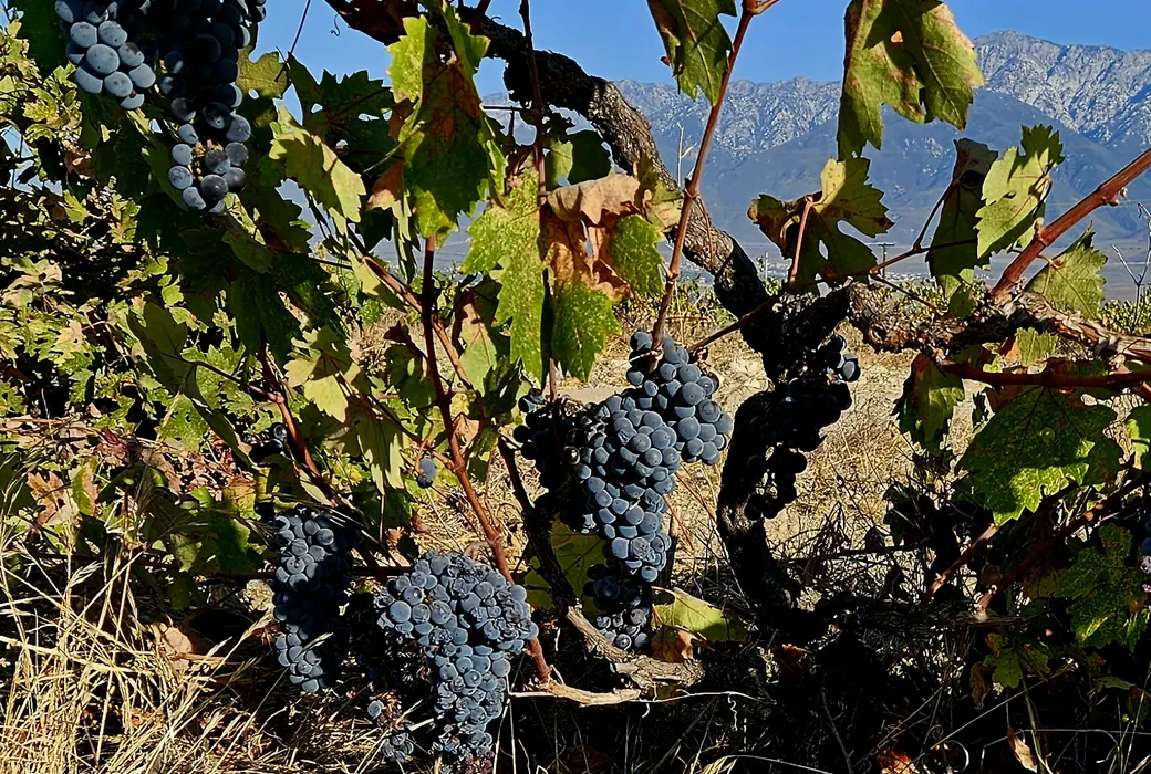 Primitivo