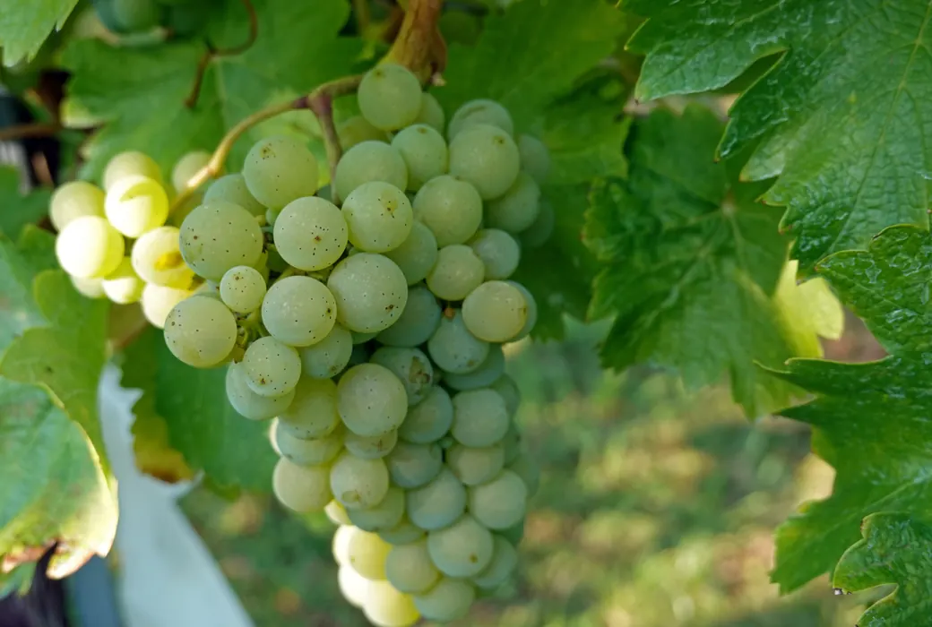 Sauvignon Blanc