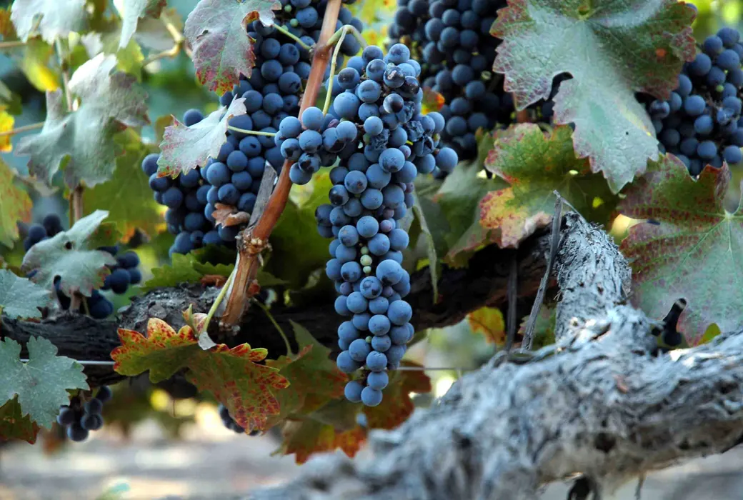 Syrah