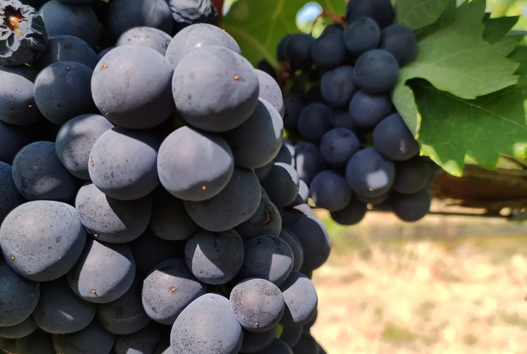 Tempranillo