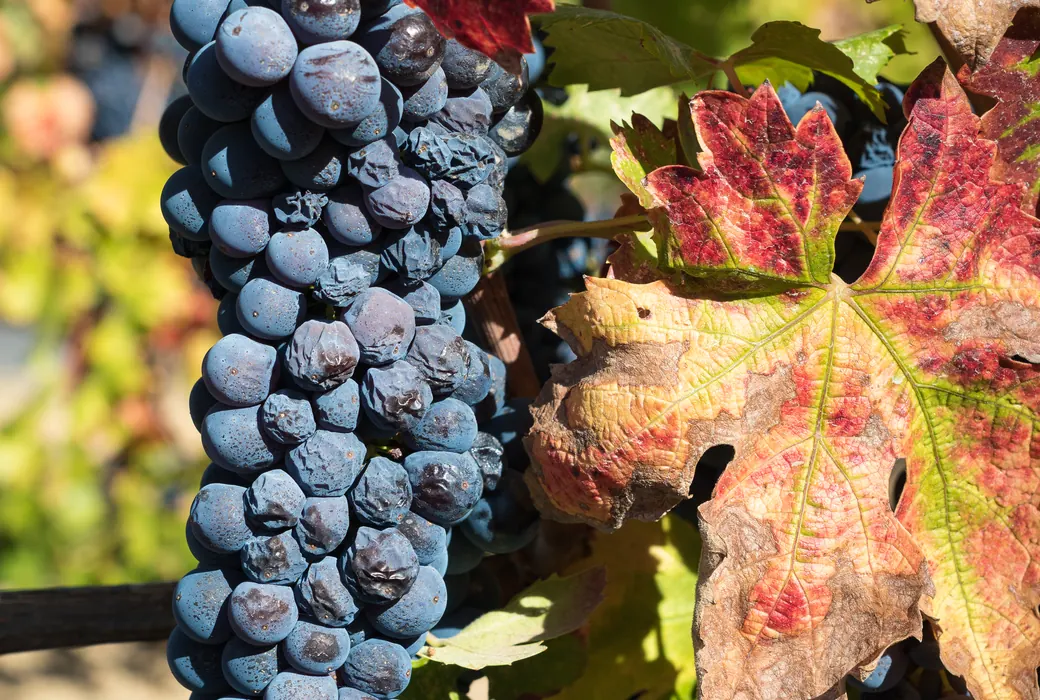 Zinfandel