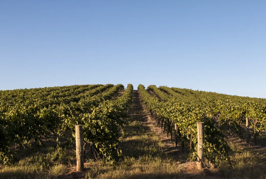 Vin fra Australien