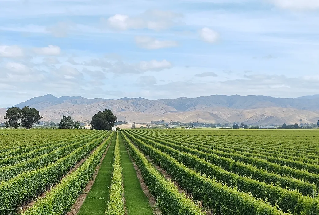 Hvidvin fra New Zealand