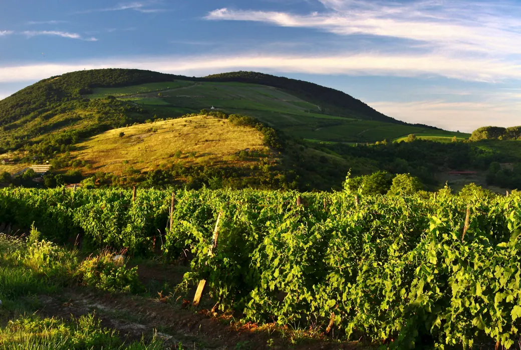 Vin fra Ungarn