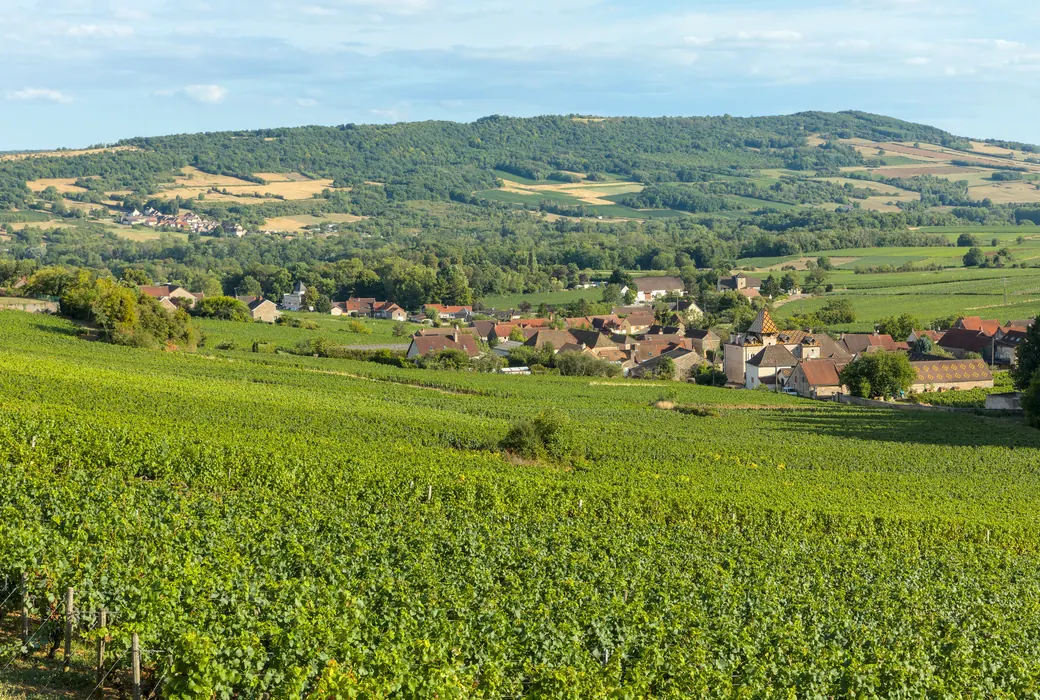 Rød bourgogne
