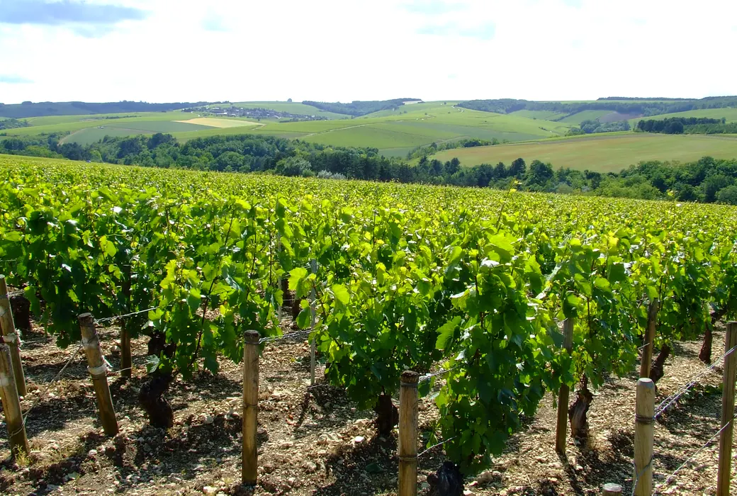 Chablis (Frankrig)