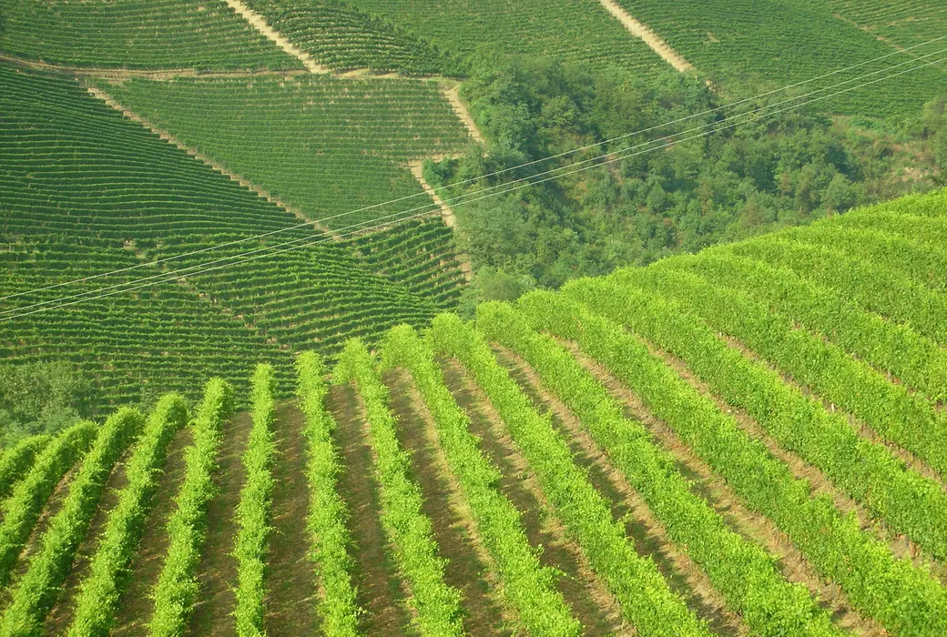 Langhe (Italien)