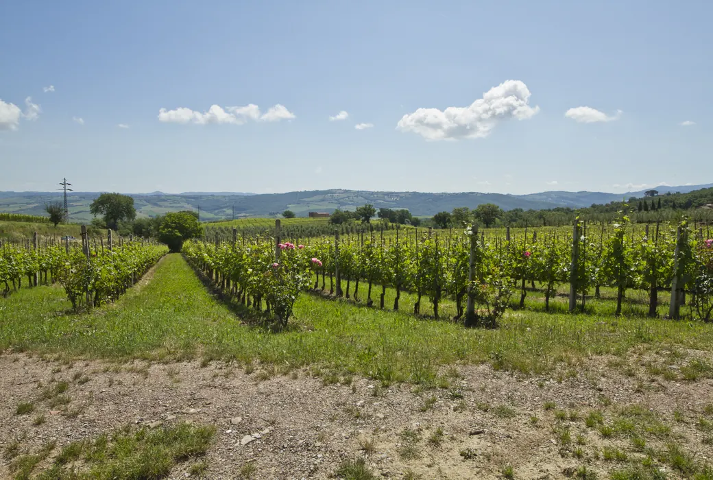 Montalcino (Italien)