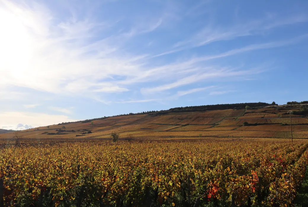 Nuits-Saint-Georges (Frankrig)
