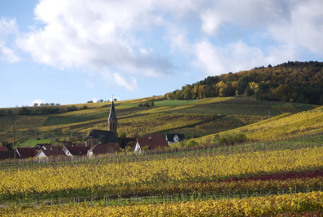 Pfalz (Tyskland)