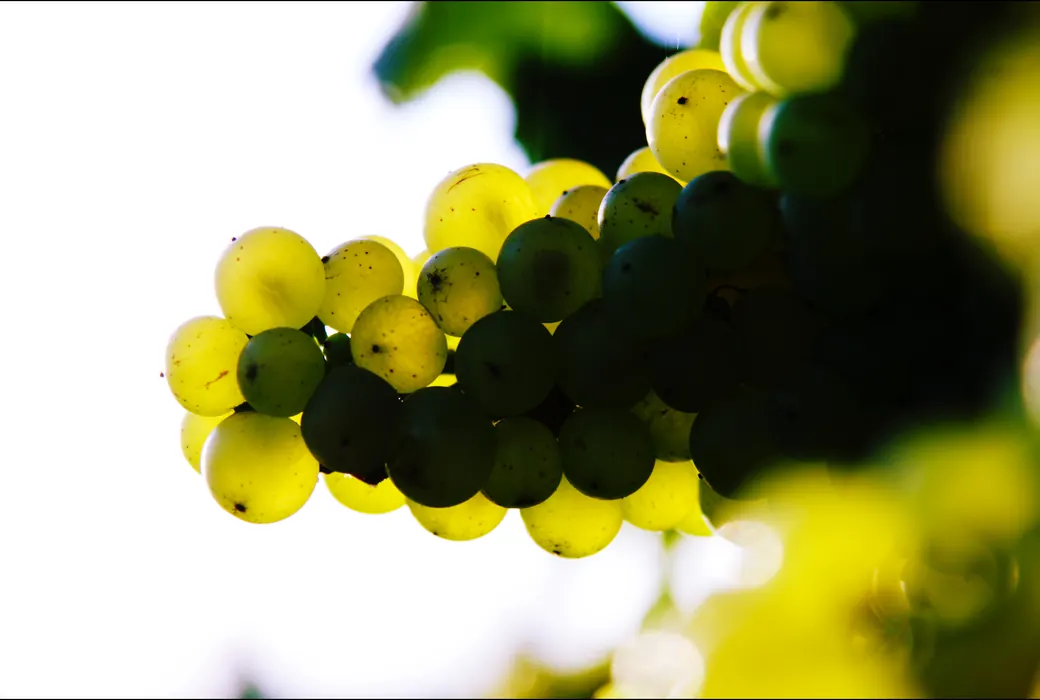 Marsanne