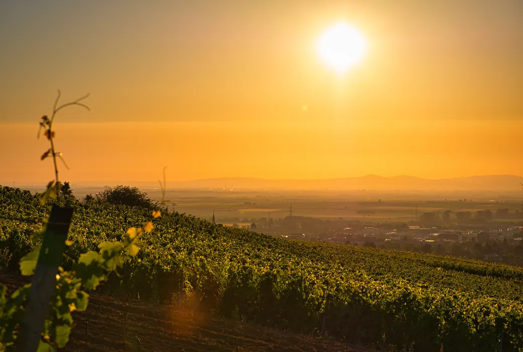 Vin fra England
